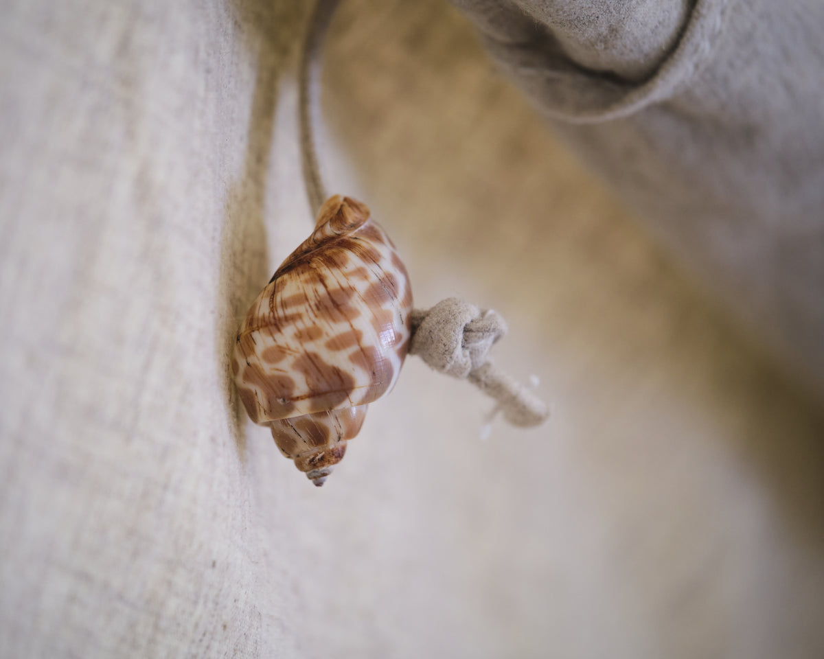 Close-up of a shell on a textured surface