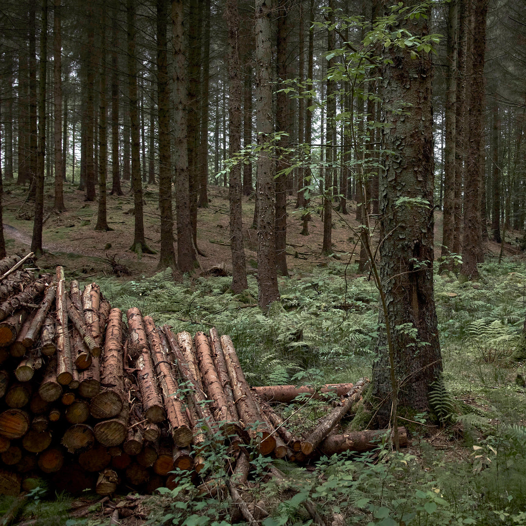 Dense forest landscape with tall pine trees and stacked logs representing nature for Nordisk gear.