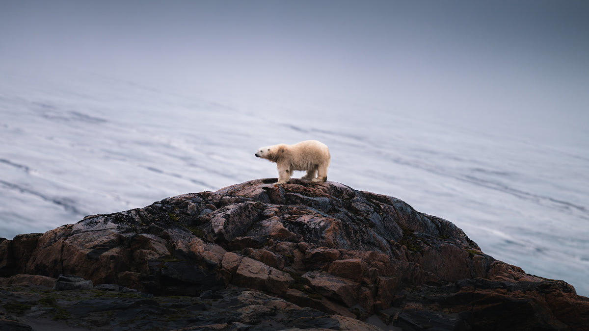 Polar bear standing on a rocky outcrop in the Arctic landscape by Sebastian Lehrke.