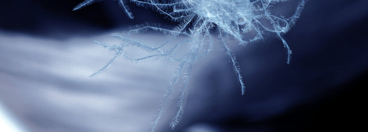 Extreme close-up of a high-quality Crystal Down cluster with delicate white filaments for insulation.