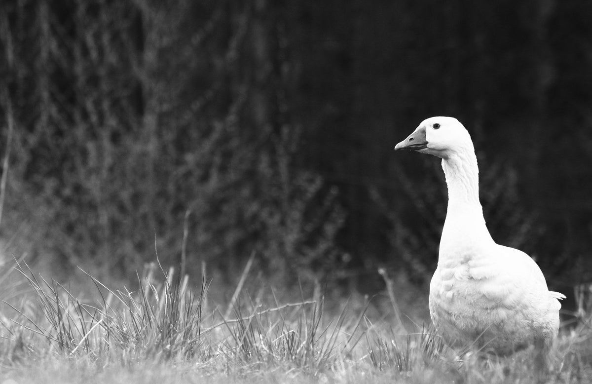 White goose in tall grass