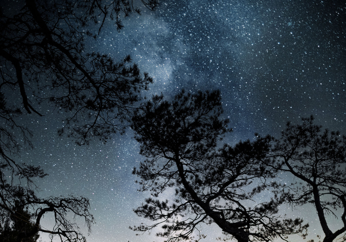 Starlit night sky with the Milky Way seen through silhouettes of pine trees.