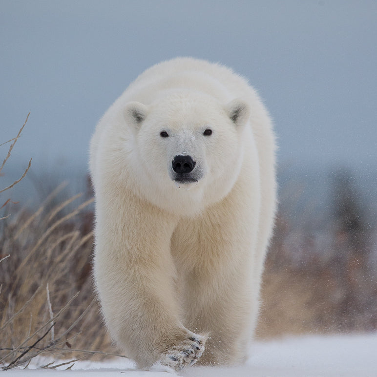A large polar bear walking through snow, featured as a Nordisk hero adventure story.